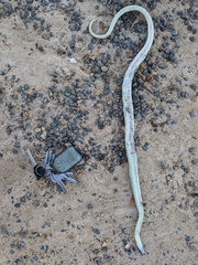 Crotaphopeltis hotamboeia