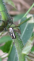 Leucauge blanda