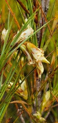Dracophyllum longifolium