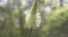 Xanthorrhoea macronema