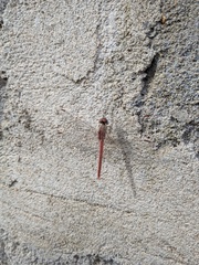 Crocothemis