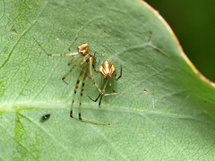 Theridion pyramidale