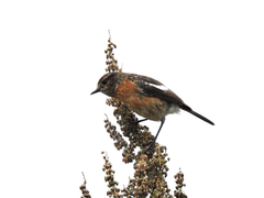 Saxicola torquatus