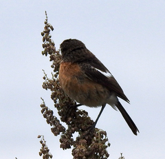 Saxicola torquatus