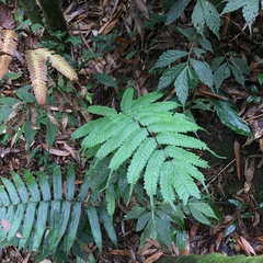 Pteris arisanensis