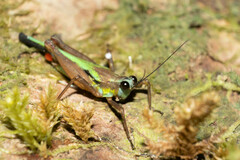 Scaria