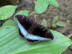 Tanaecia iapis
