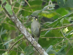 Meliphaga notata
