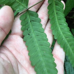 Pteris arisanensis