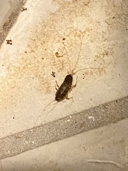 Ctenolepisma longicaudatum