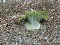 Platycerium superbum