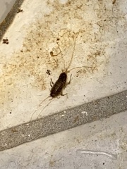 Ctenolepisma longicaudatum