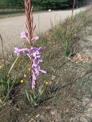 Watsonia knysnana