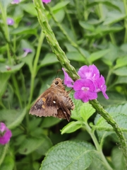 Hasora badra