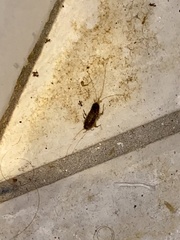 Ctenolepisma longicaudatum
