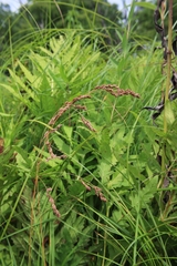 Festuca subverticillata
