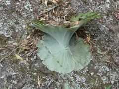 Platycerium superbum