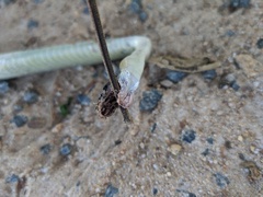 Crotaphopeltis hotamboeia