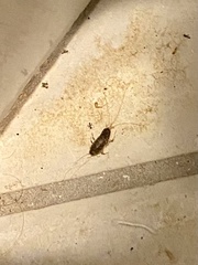 Ctenolepisma longicaudatum