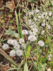 Cyanthillium cinereum
