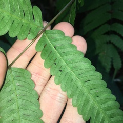 Pteris arisanensis
