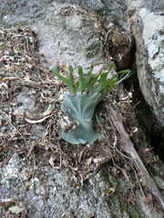 Platycerium superbum