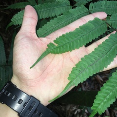 Pteris arisanensis