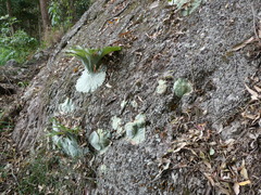 Platycerium superbum