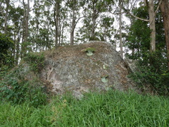 Platycerium superbum