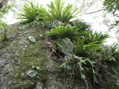 Platycerium superbum