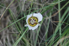 Calochortus gunnisonii