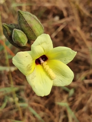 Abelmoschus moschatus