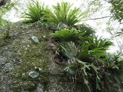 Platycerium superbum