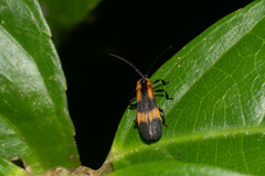 Lycinae