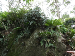 Platycerium superbum