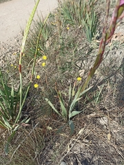 Watsonia knysnana