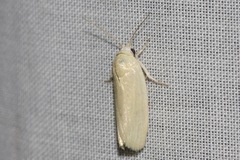 Earias chlorodes