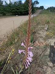 Watsonia knysnana