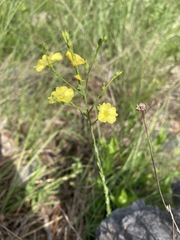 Linum medium texanum