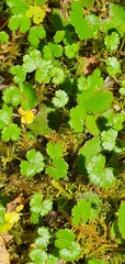 Hydrocotyle microphylla