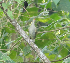 Meliphaga notata