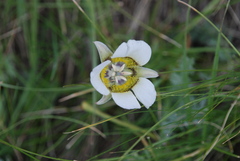 Calochortus gunnisonii