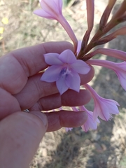Watsonia knysnana