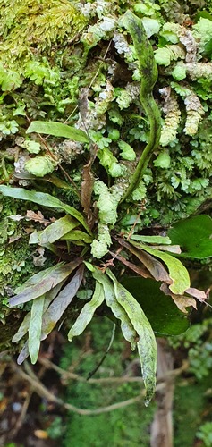 Notogrammitis billardierei observed 2022-11-25