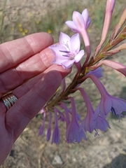 Watsonia knysnana