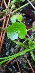 Hydrocotyle pterocarpa