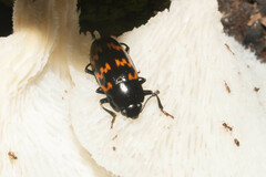 Pselaphacus curvipes