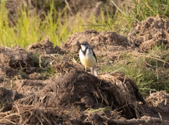 Motacilla flaviventris