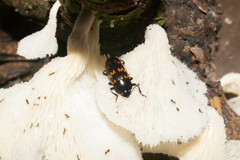 Pselaphacus curvipes