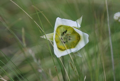 Calochortus gunnisonii